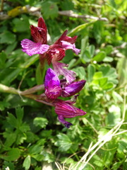 Anacamptis papilionacea