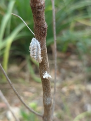 Monophlebidae