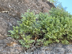 Pleurocoronis gentryi