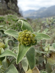 Phlomis