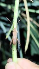Riptortus linearis