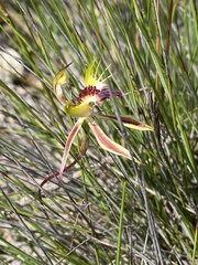 Caladenia stricta