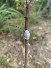 Monophlebidae