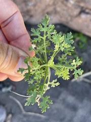Pleurocoronis gentryi