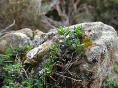 Teucrium divaricatum