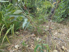 Monophlebidae