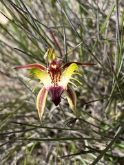 Caladenia stricta