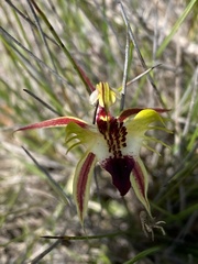 Caladenia stricta