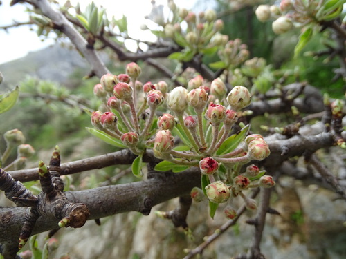 Almond-leaved pear (Pyrus spinosa)
