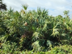 Serenoa repens