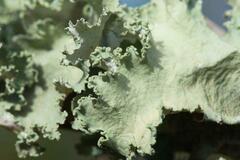 Parmotrema hypoleucinum