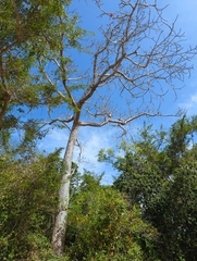 Bombax ceiba