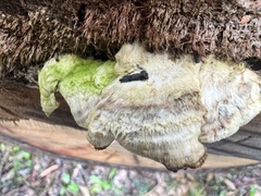 Laetiporus portentosus