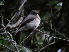 Muscicapa adusta