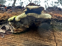 Laetiporus portentosus