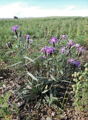 Saussurea salicifolia