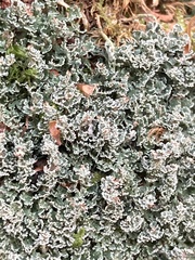 Cladonia caespiticia