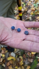 Prunus spinosa