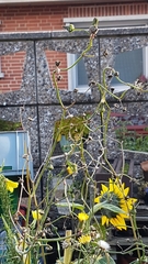 Sonchus arvensis