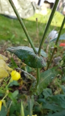 Sonchus arvensis