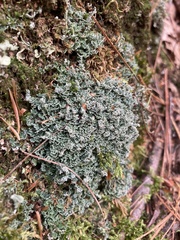 Cladonia caespiticia