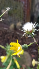 Sonchus arvensis
