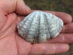 Tridacna