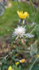 Sonchus arvensis