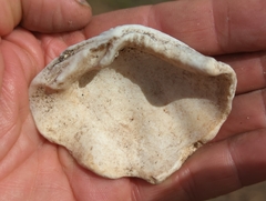 Tridacna