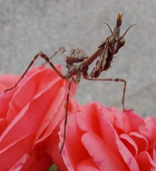 Empusa fasciata