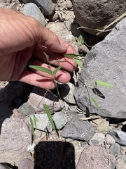 Desmodium procumbens exiguum