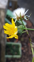 Sonchus arvensis