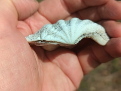 Tridacna