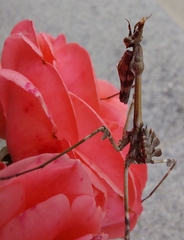 Empusa fasciata