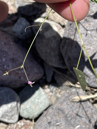 western trailing ticktrefoil (Desmodium procumbens)