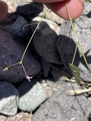 Desmodium procumbens exiguum