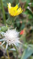 Sonchus arvensis