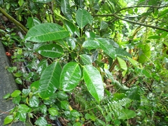 Ficus virgata