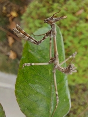 Empusa fasciata