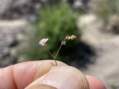 Desmodium procumbens exiguum