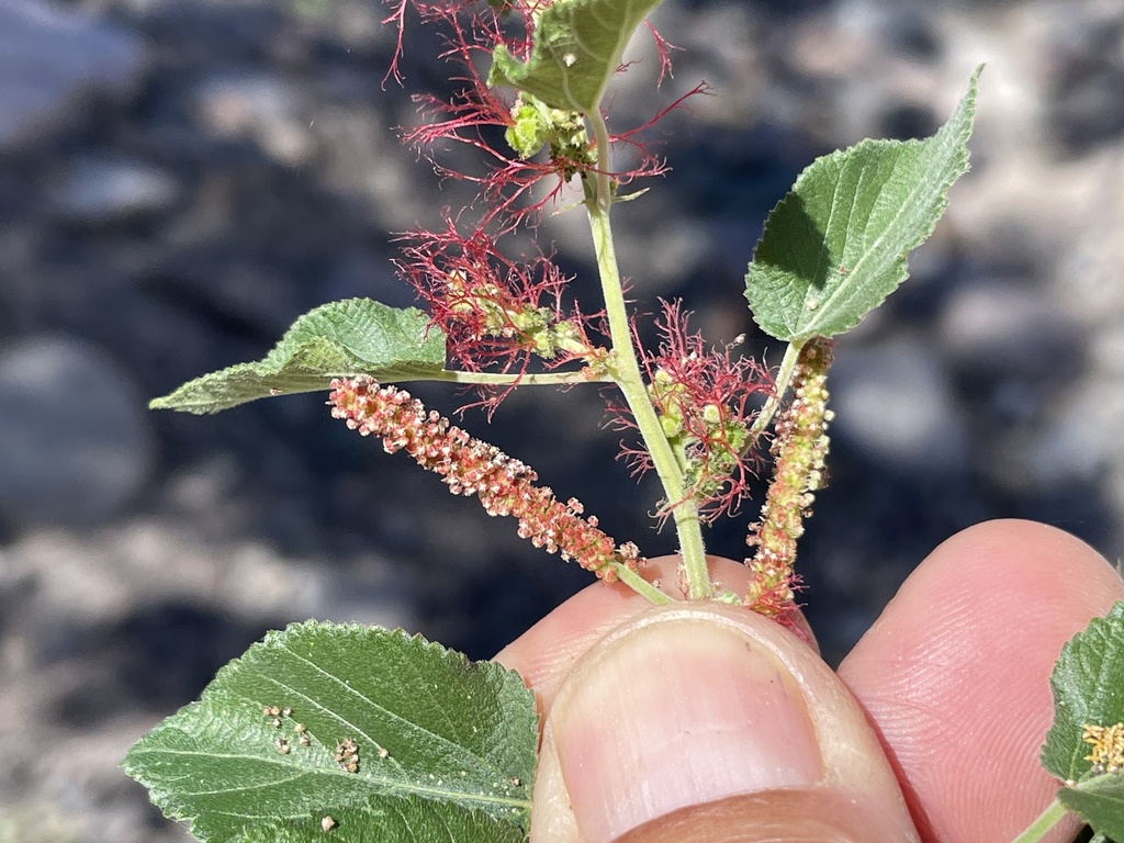 Acalypha comonduana