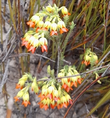 Erica thunbergii