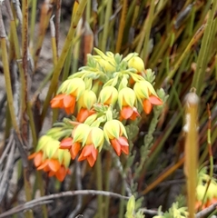 Erica thunbergii