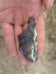 Saccostrea