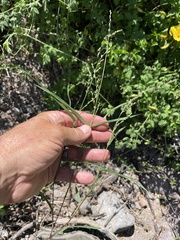 Urochloa arizonica