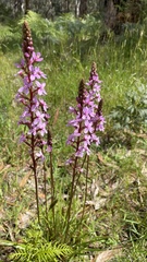 Stylidium graminifolium