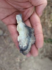 Saccostrea