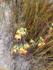 Erica thunbergii