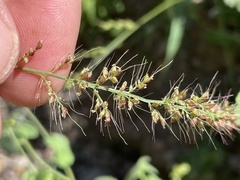 Setaria liebmannii