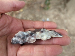 Saccostrea